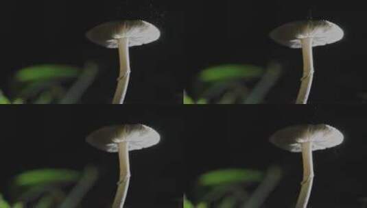 4K蘑菇真菌孢子释放升格高清在线视频素材下载