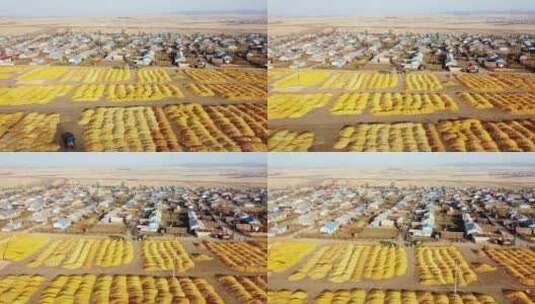 东北秋天铺满玉米的大地和村庄高清在线视频素材下载