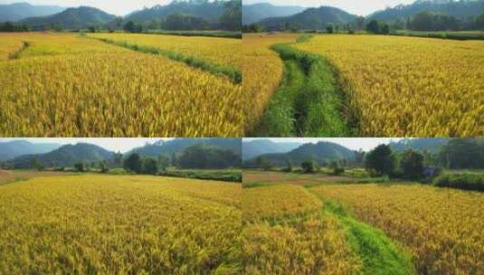 农业丰收稻田小麦粮食耕种高清在线视频素材下载
