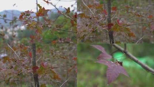 广州天河火炉山枫叶枫树叶高清在线视频素材下载