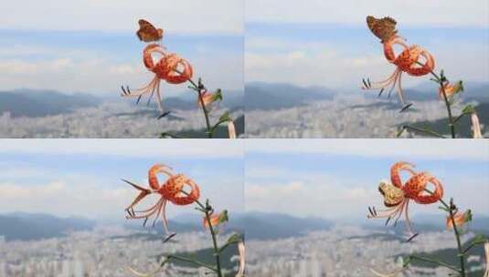 蝴蝶 花 自然高清在线视频素材下载
