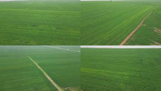 航拍新农村农场大麦田一望无际绿色小麦8高清在线视频素材下载