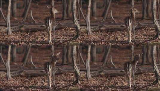 森林里的小鹿高清在线视频素材下载