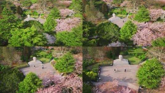 青岛春天青岛中山公园樱花高清在线视频素材下载