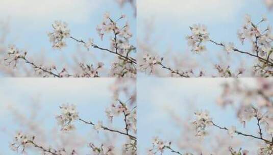 樱花空镜-特写-05高清在线视频素材下载
