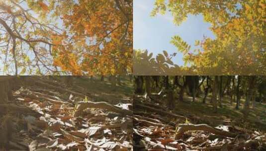 秋天落叶--唯美立秋秋分秋叶阳光逆光合集高清在线视频素材下载