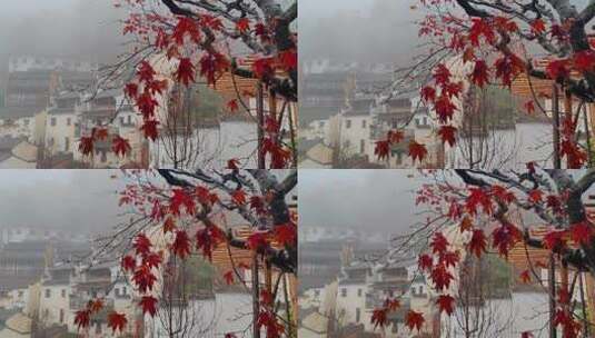 江西婺源篁岭古村雨中的红色枫叶高清在线视频素材下载