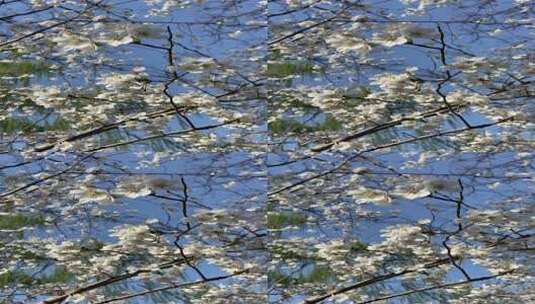 济南五龙潭樱花、海棠花绽放，春季景色迷人高清在线视频素材下载