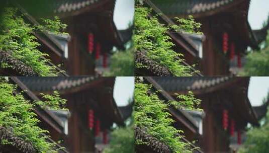 杭州下天竺 微风吹动寺庙里的树叶高清在线视频素材下载
