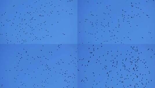 鸟鸽在蓝天上飞翔高清在线视频素材下载