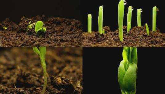 种子发芽植物生长绿色生命破土而出新生高清在线视频素材下载