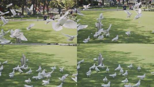 上海人民广场鸽子4K实拍鸽子公园鸽子高清在线视频素材下载