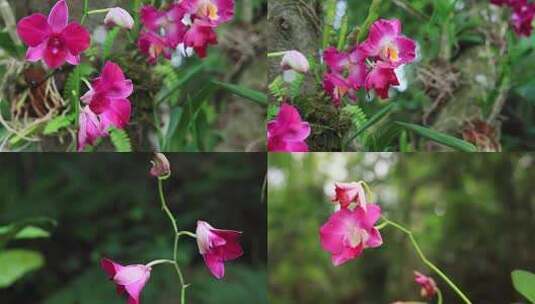 红色石斛兰花红色花朵粉色花朵兰草高清在线视频素材下载