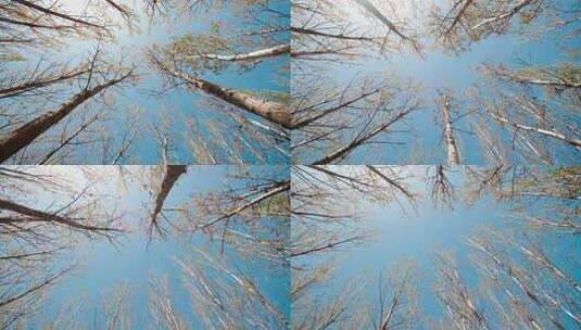 春季北方林杨的树木高清在线视频素材下载