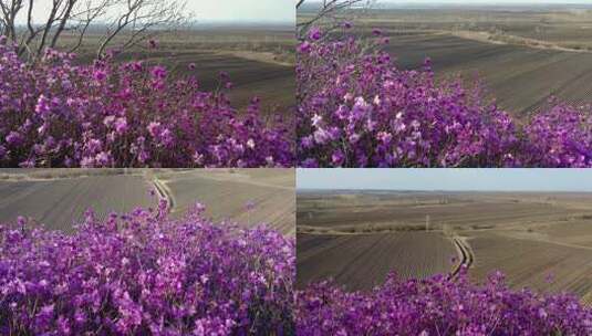 野山达子香高清在线视频素材下载