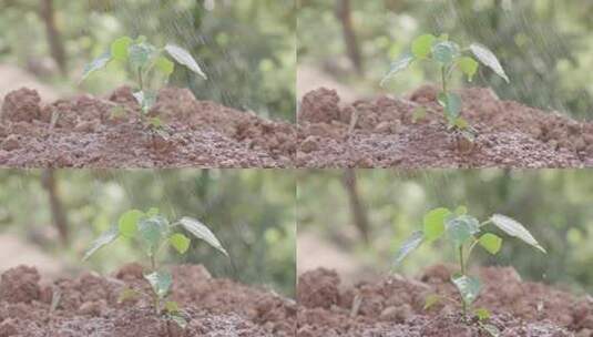 慢动作浇灌幼树种树育苗栽培园林高清在线视频素材下载