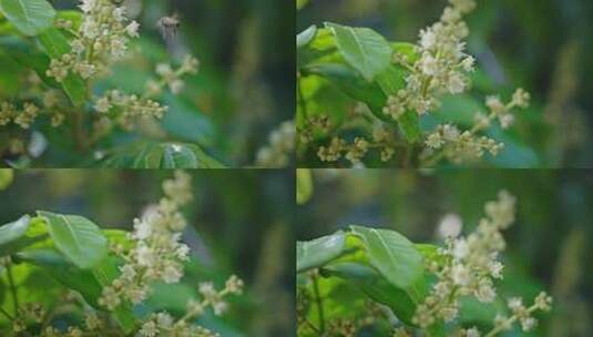 【正版素材】蜜蜂采蜜高清在线视频素材下载