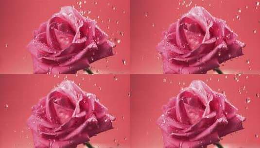 实拍升格慢动作粉色玫瑰花落满水珠高清在线视频素材下载