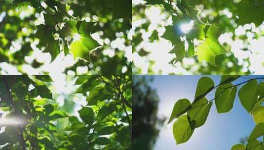 逆光树叶 唯美空境 绿叶高清在线视频素材下载