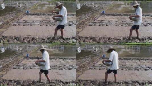 农民撒播水稻种子春天立春雨水芒种小满稻谷高清在线视频素材下载