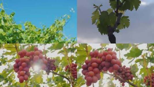 逆光唯美葡萄成熟葡萄树高清在线视频素材下载