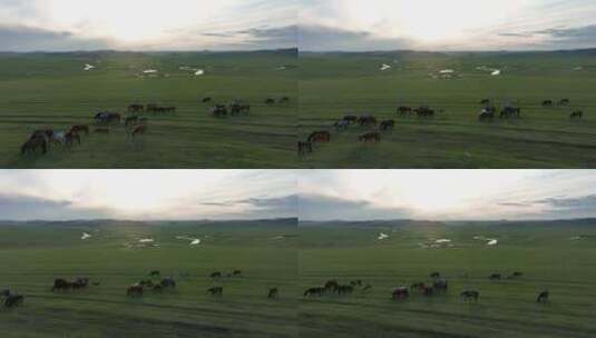 航拍草原河畔牧场马群高清在线视频素材下载