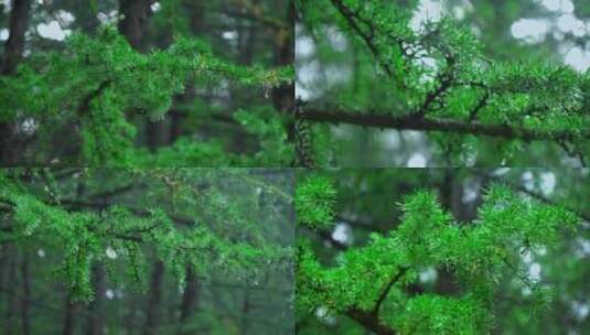 下雨天的原始森林高清在线视频素材下载