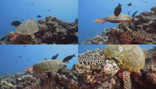 近距离跟拍海龟在深海珊瑚礁旁游玩高清在线视频素材下载