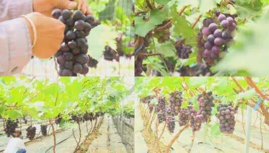 葡萄种植 葡萄园高清在线视频素材下载