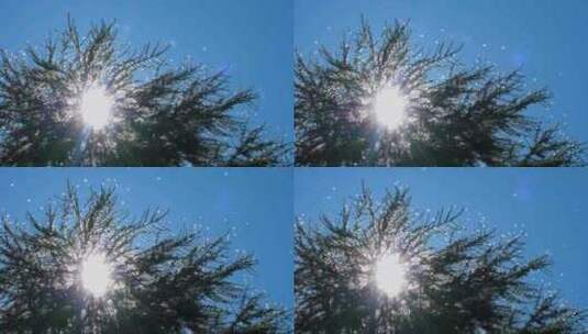 逆光拍摄松树周围的蚊虫飞来飞去高清在线视频素材下载