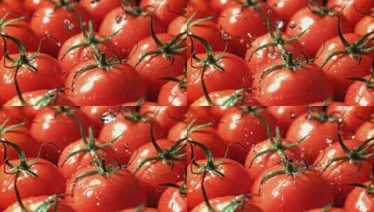 新鲜的番茄有机番茄高清在线视频素材下载