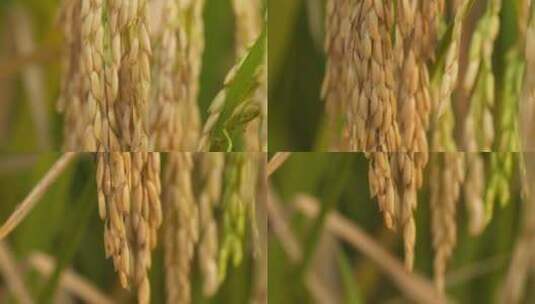 秋天水稻穗成熟五常大米丰收高清在线视频素材下载