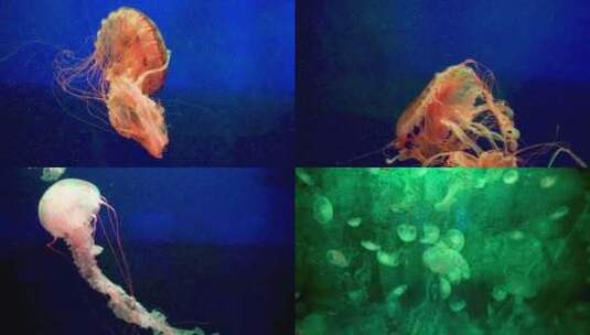 海洋  水母高清在线视频素材下载