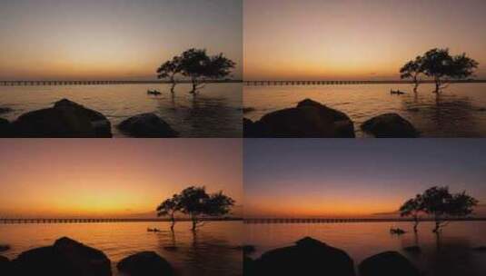 深圳海边孤独的树美丽黄昏延时8k空镜高清在线视频素材下载