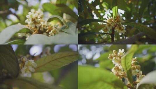 枇杷树开花结果枇杷叶高清在线视频素材下载
