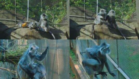 动物园猴子灰叶猴高清在线视频素材下载