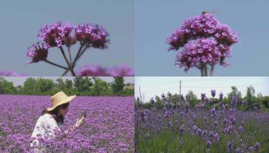 马鞭草 花海高清在线视频素材下载