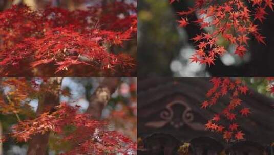 秋天红色枫叶摇晃视频片段空镜合集高清在线视频素材下载