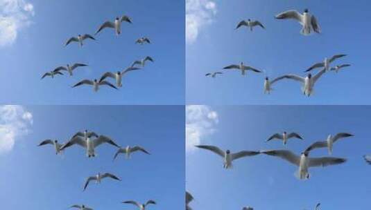 天空中飞行的海鸥升格特写高清在线视频素材下载