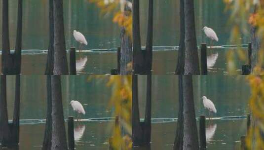 秋天湖边的白鹭高清在线视频素材下载