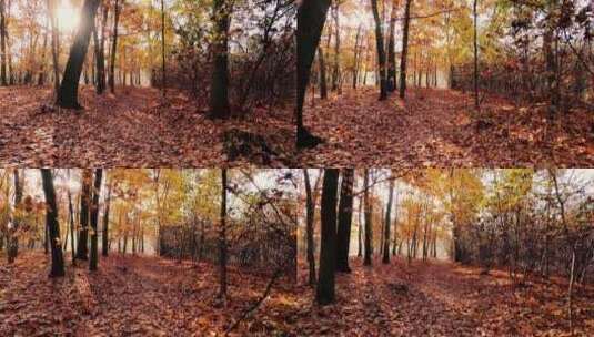 秋天金黄色的树林高清在线视频素材下载