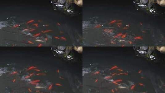 徽派古建筑水池红鱼游动空镜高清在线视频素材下载