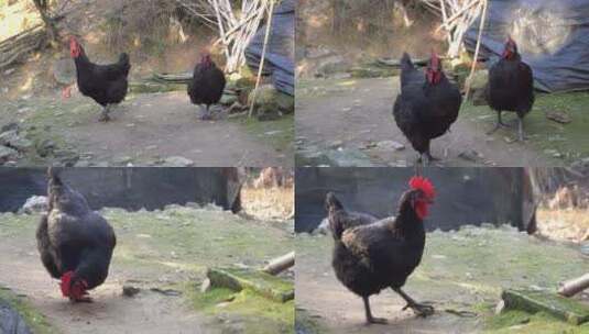 实拍农村家禽黑色的鸡觅食黑色家鸡高清在线视频素材下载