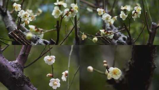 （合集）春天雨雪中的梅花花朵特写高清在线视频素材下载