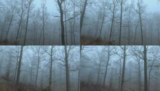 树林里浓雾弥漫高清在线视频素材下载