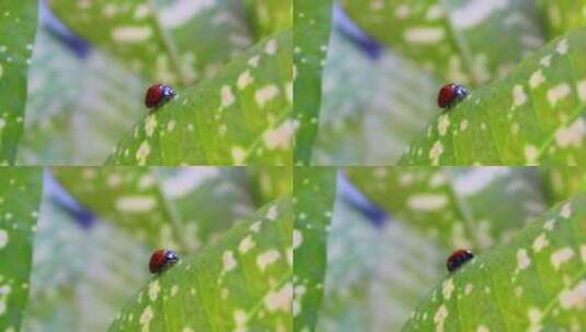绿色树叶上的瓢虫高清在线视频素材下载
