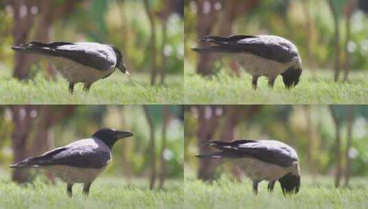 夏天在绿色草坪上觅食的黑野乌鸦高清在线视频素材下载