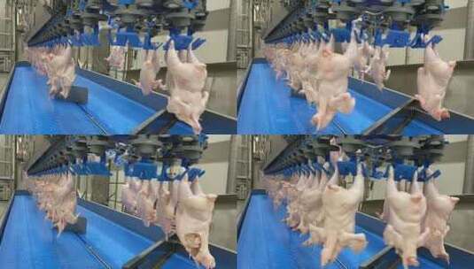 鸡肉生产线高清在线视频素材下载