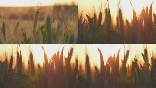 小麦逆光特写高清在线视频素材下载