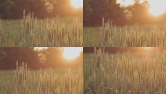 阳光下成熟的金黄色小麦高清在线视频素材下载